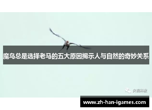 魔鸟总是选择老马的五大原因揭示人与自然的奇妙关系